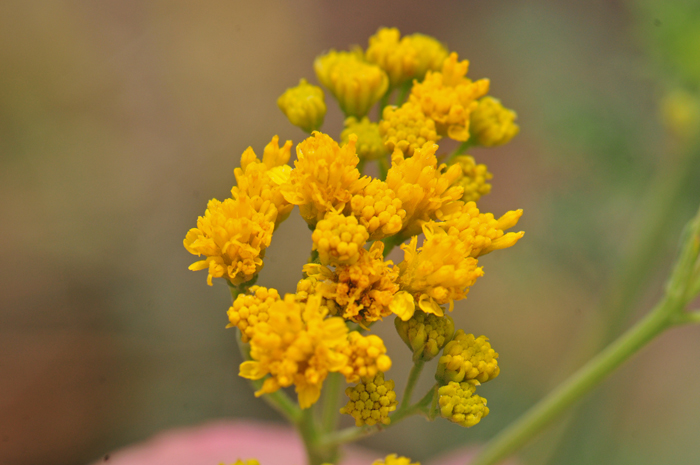 Trans-Pecos Thimblehead flowers bloom from June or July to October, November and December depending on the weather particularly the summer monsoon rainfall. Hymenothrix wislizeni